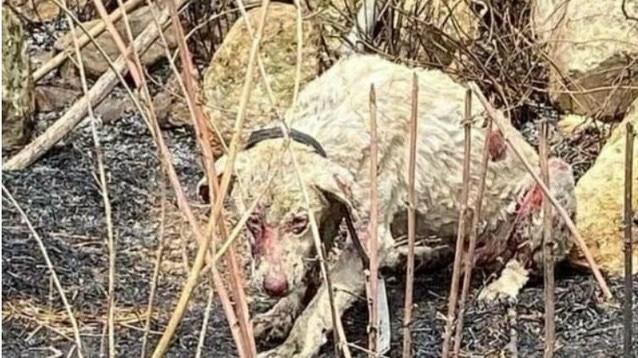 Morto Angelo, il cane pastore simbolo dei roghi in&nbsp;Sardegna